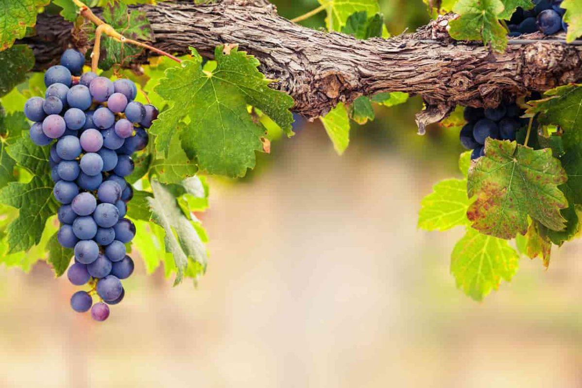 Rượu Vang F Negroamaro San Marzano 2 Negroamaro Grape