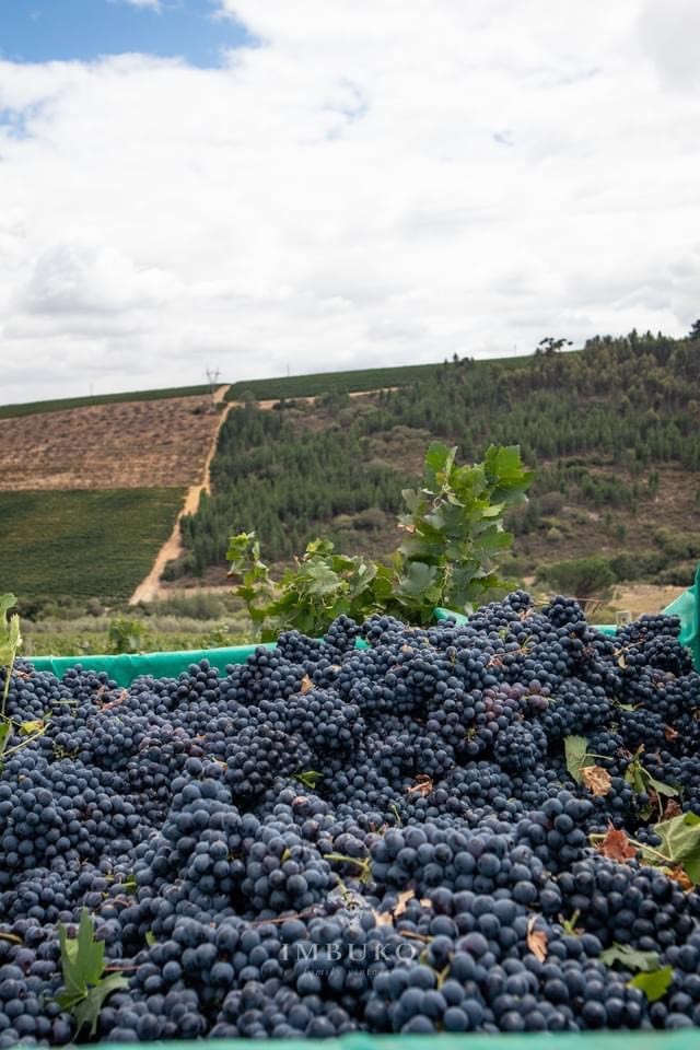 z3106780776221 77fceaf35f617daf360c2bd50664538d Vang Imbuko Cabernet Sauvignon Nam Phi
