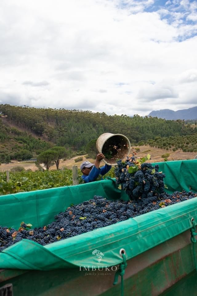 z3106780793923 9fc1bf9ca0f0f9f55cfd929f16cc1054 Vang Imbuko Cabernet Sauvignon Nam Phi
