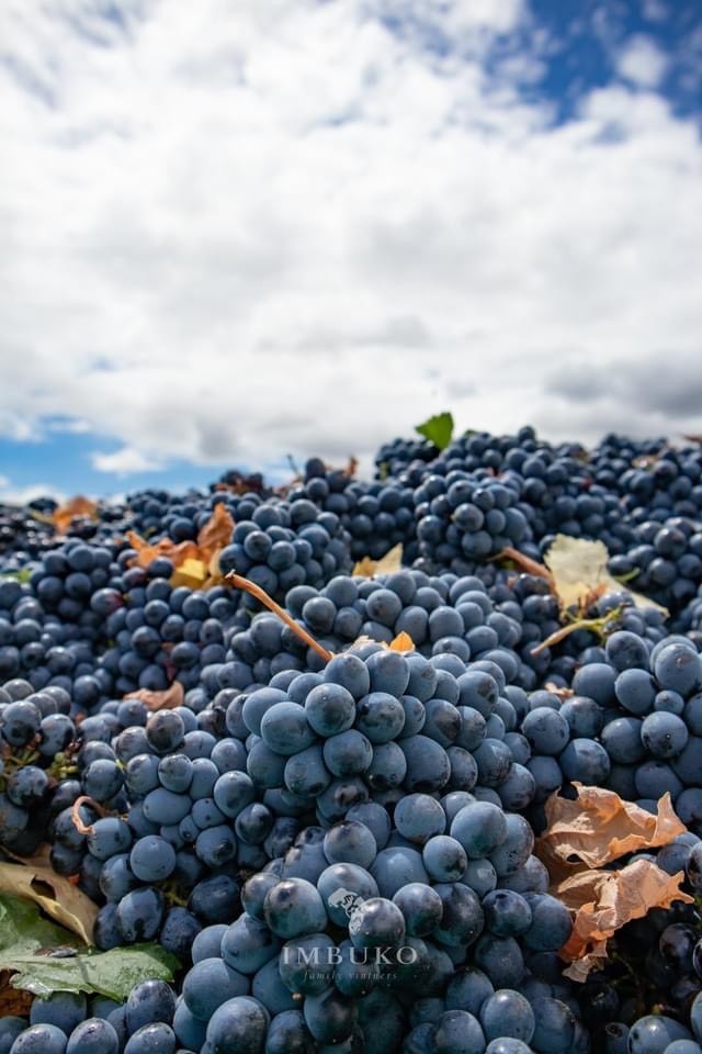 z3106780799694 fbac2cacf517aeb536dd6ef1e08e2abb Vang Imbuko Cabernet Sauvignon Nam Phi
