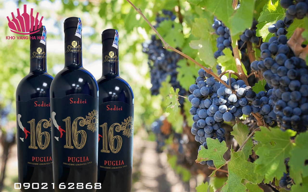 Sedici Puglia 16 Limited, 750ml, 16° cồn 3 Sedici 16 Khovanghanoi1 Sedici Puglia 16 Limited, 750ml, 16° cồn