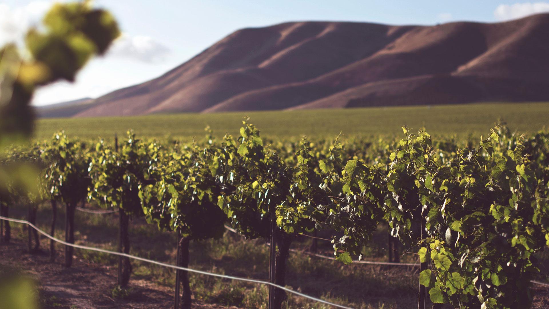 cac giong nho dung lam ruou vang 2 Các giống nho làm rượu vang như Merlot, Cabernet Sauvignon... có gì khác nhau?