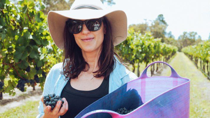 Các giống nho làm rượu vang như Merlot, Cabernet Sauvignon… có gì khác nhau?