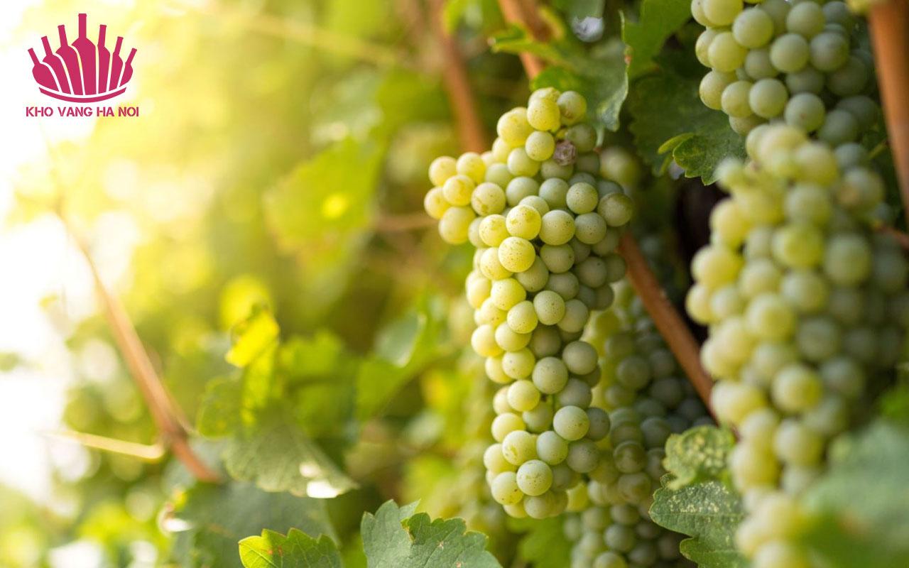 Raiz Sauvignon Blanc 3 Raiz Sauvignon Blanc5 Raiz Sauvignon Blanc