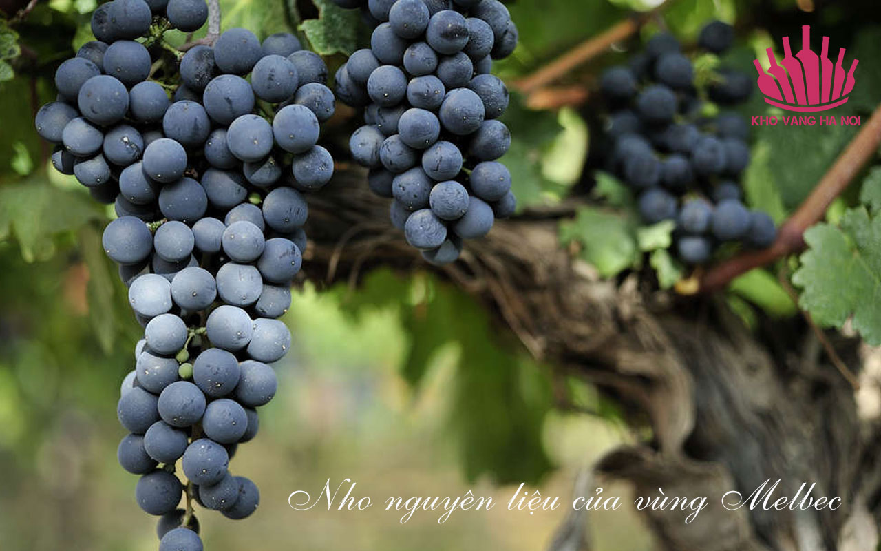 Beefsteak Club Uco Valley Reserve Malbec 4 Beefsteak33 Beefsteak Club Uco Valley Reserve Malbec