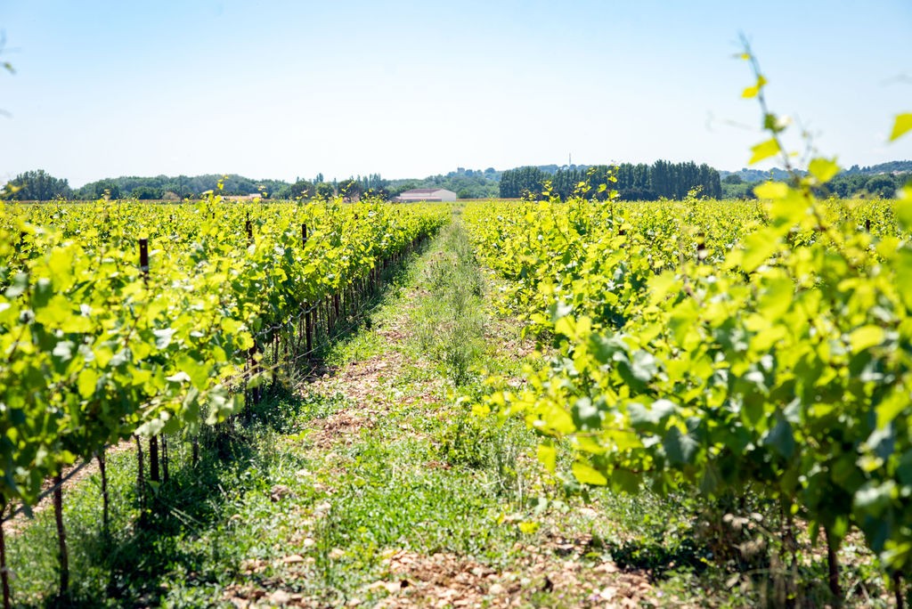 Domaine de lAgly4 Vang Domaine de l'Agly 2015