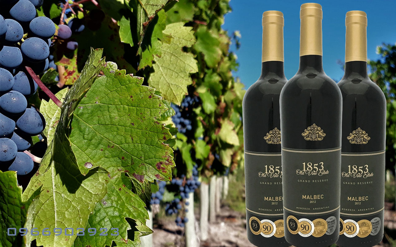 1853 vang1 Vang 1853 Old Vine Estate Heritage - Argentina